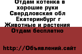 Отдам котенка в хорошие руки - Свердловская обл., Екатеринбург г. Животные и растения » Отдам бесплатно   